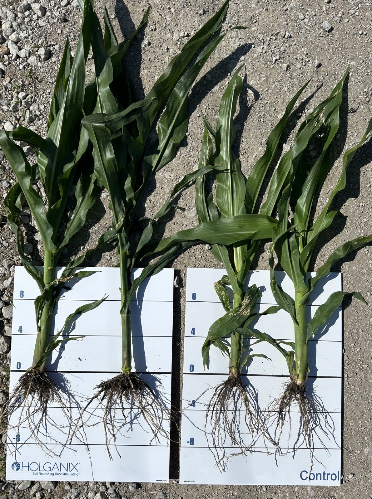 corn
