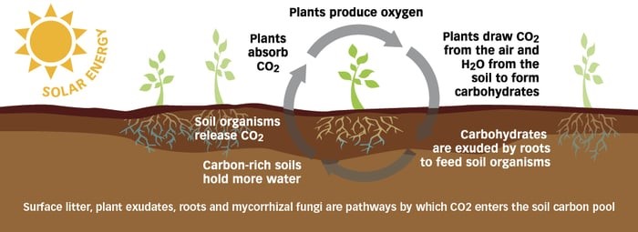 What is carbon sequestration?
