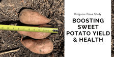 Holganix Case Study: Boosting Sweet Potato Yield and Health