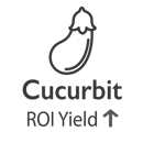 cucurbit