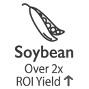 soybean