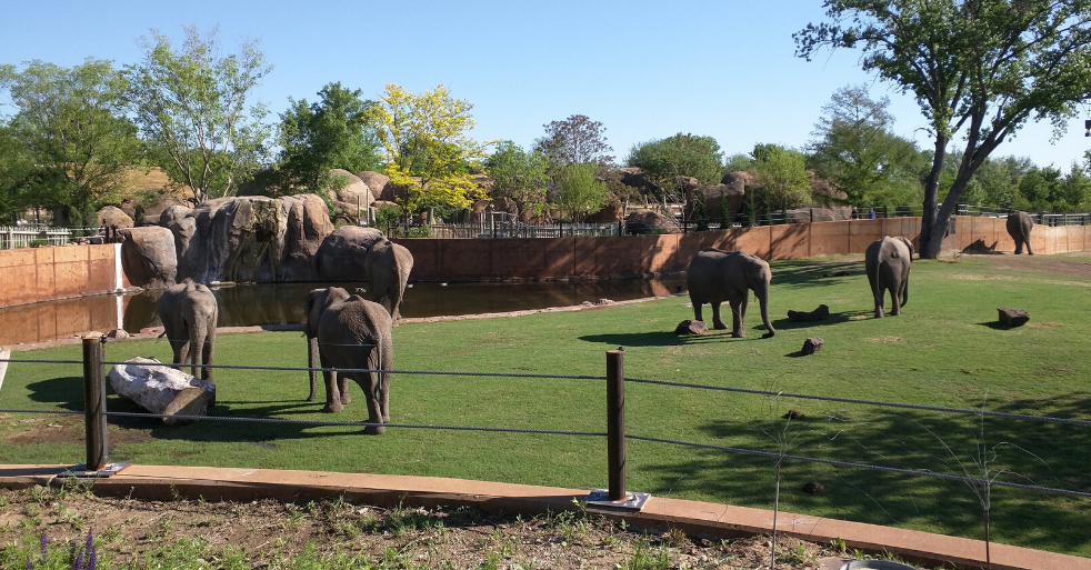 photo of elephants
