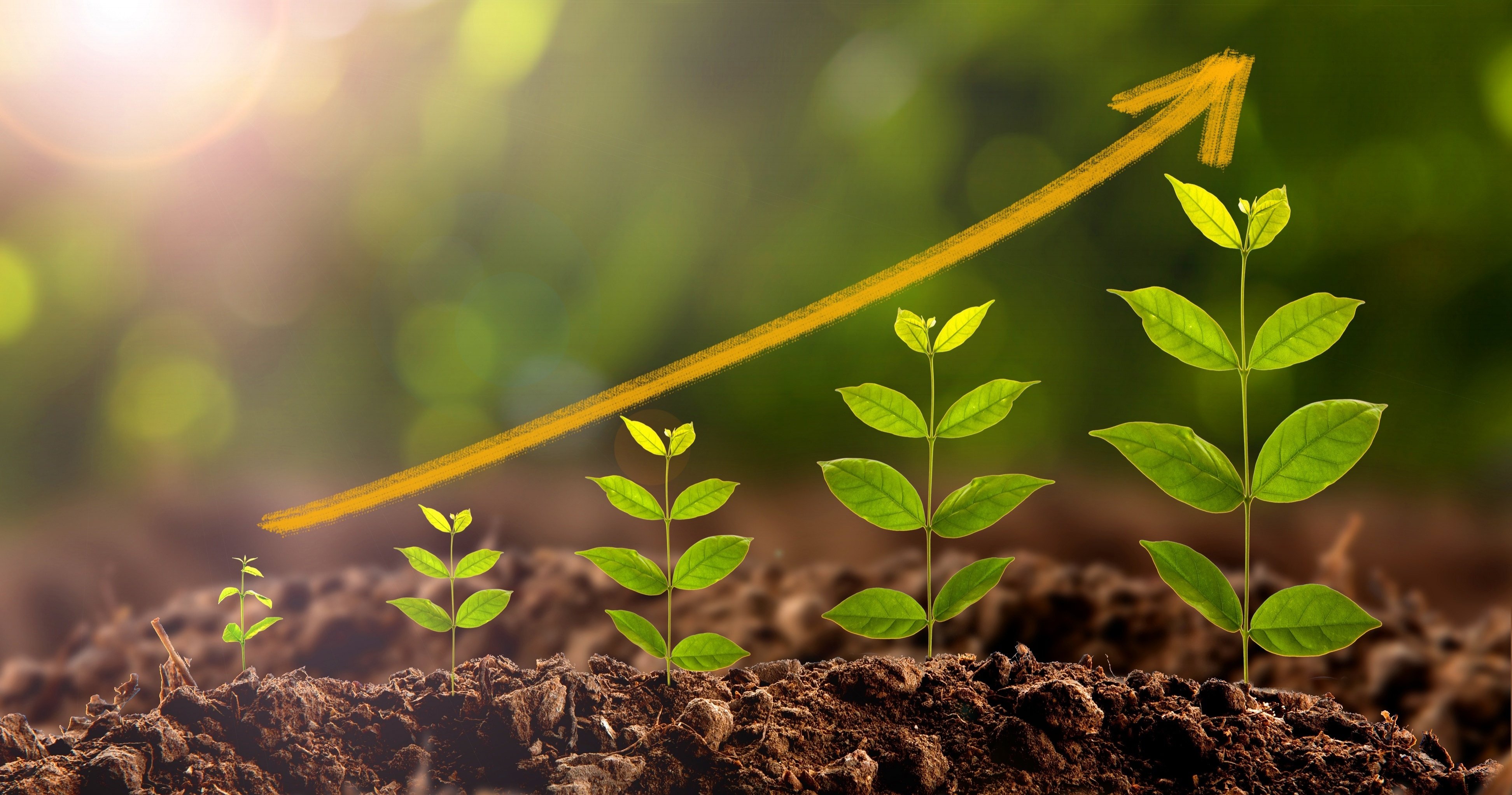 Policosanol supplier Policosanol supplier