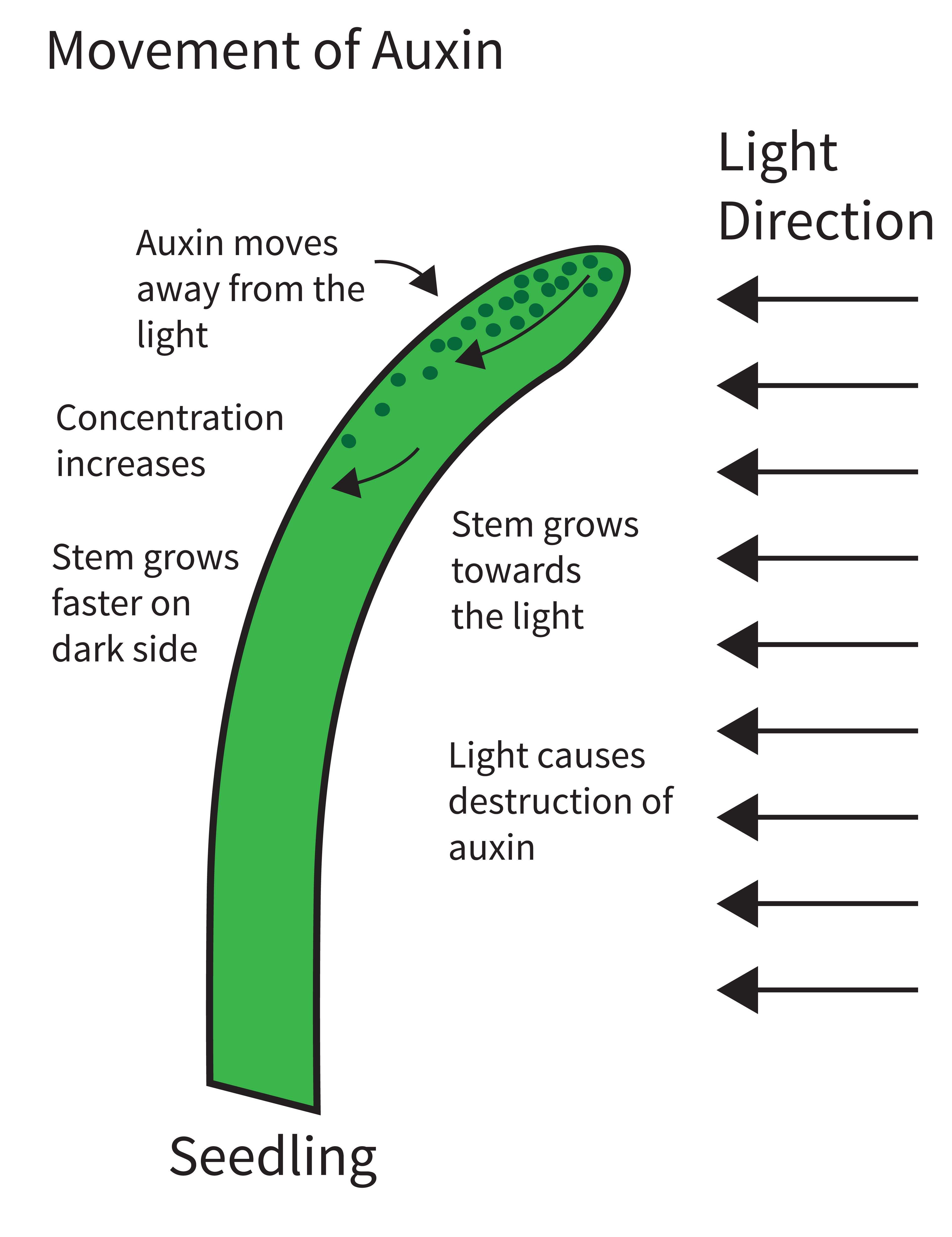 What are plant auxins? And how do they affect plant growth?
