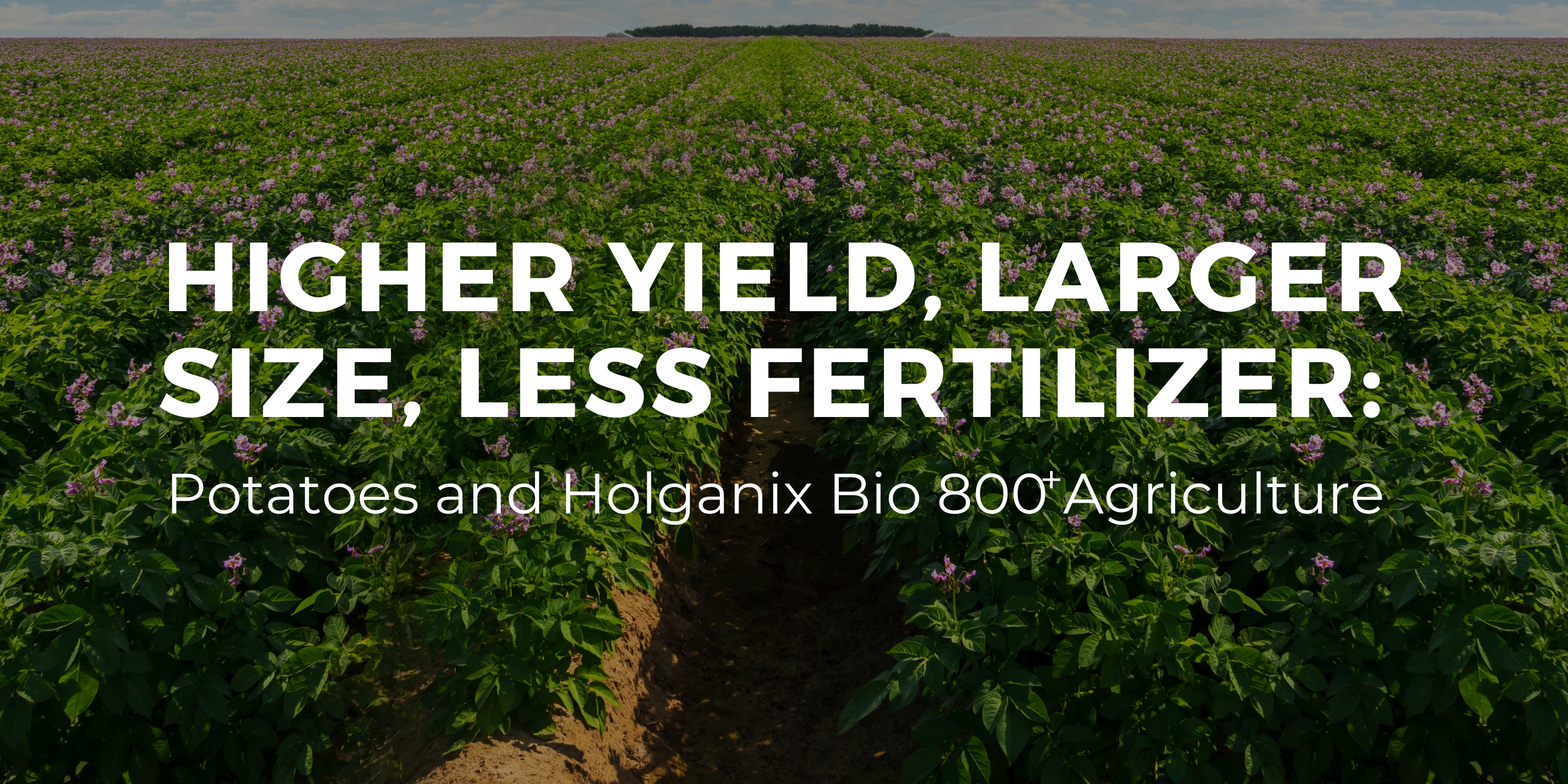 Higher Yield, Larger Size, Less Fertilizer: Potatoes & Holganix Bio 800 Agriculture