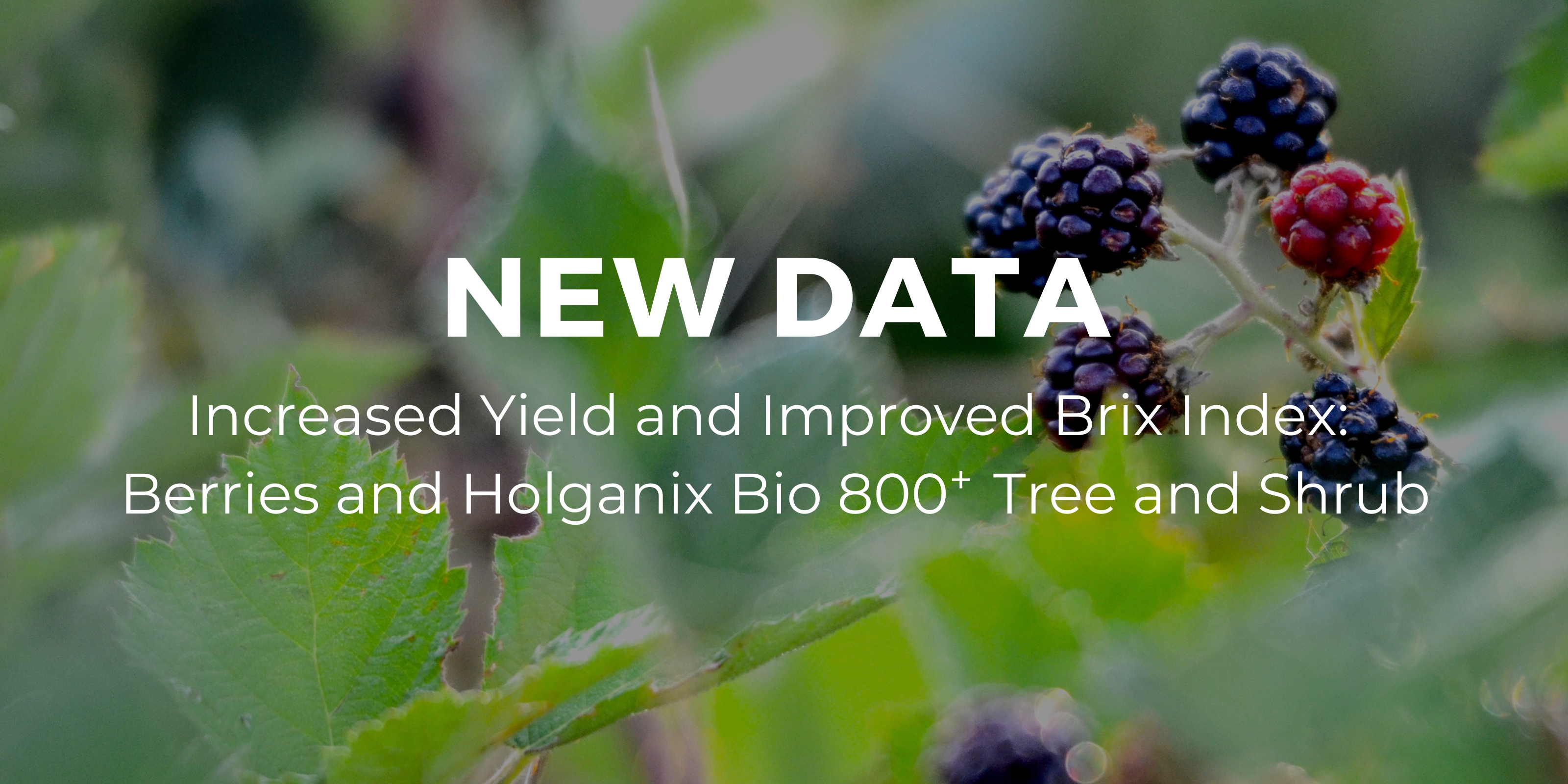 New Data: Increased Yield and Improved Brix Index