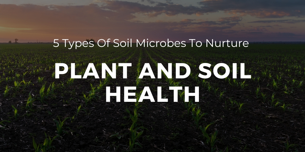 Soil microbes
