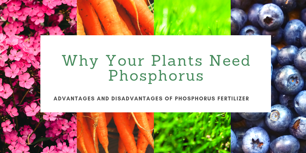why your plants need phosphorus