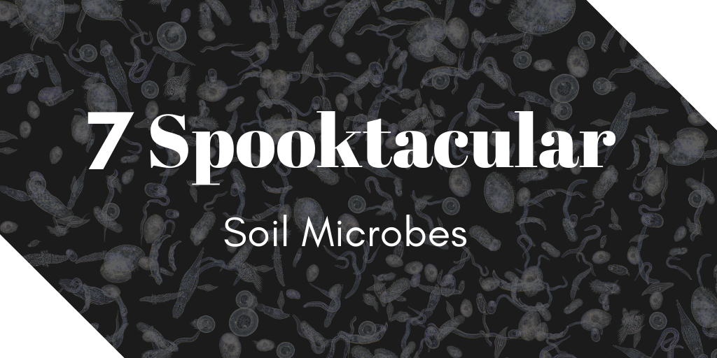 soil microbes