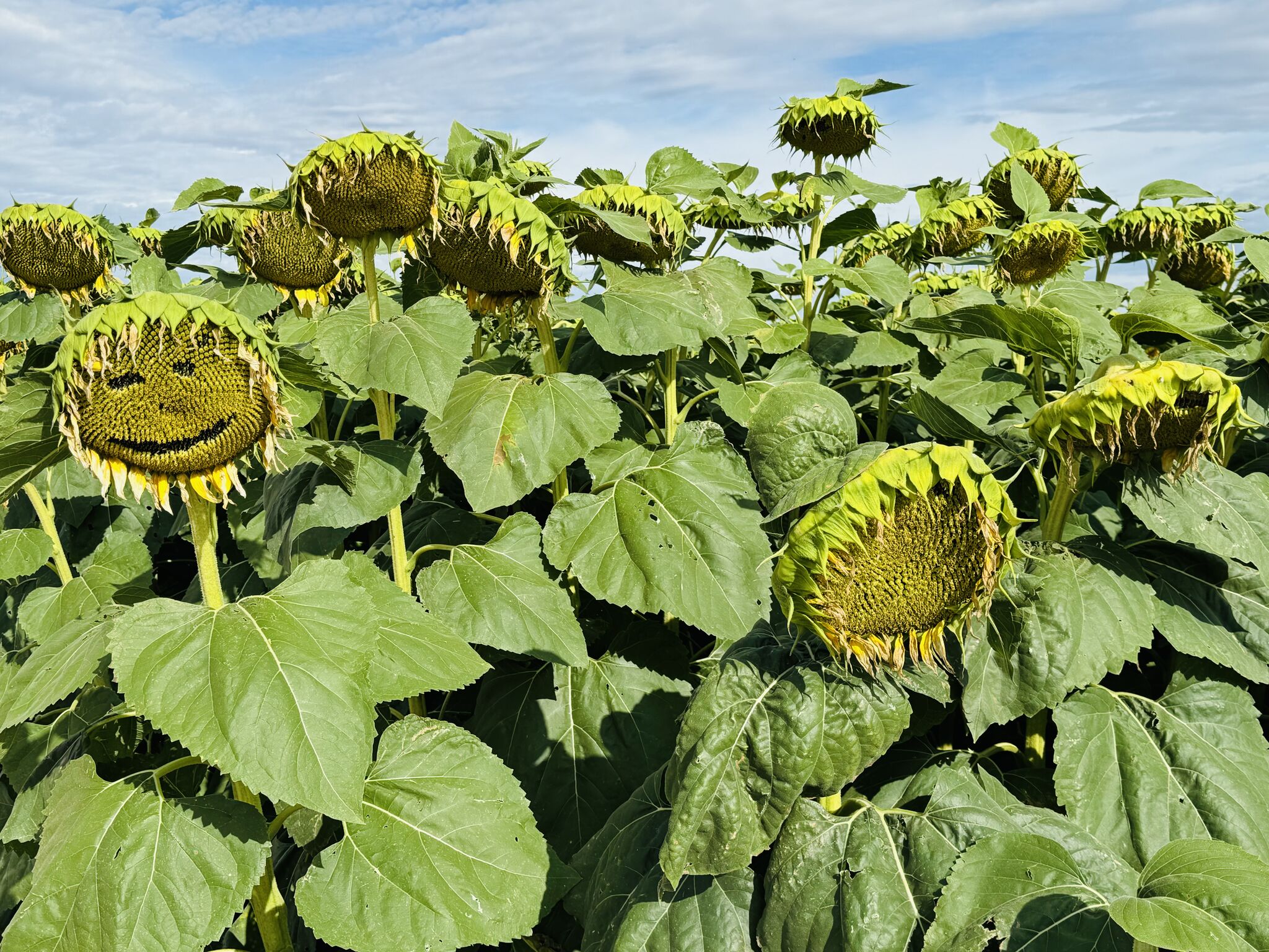 Nick Vos Sunflowers 8.22.2024 Pic #1