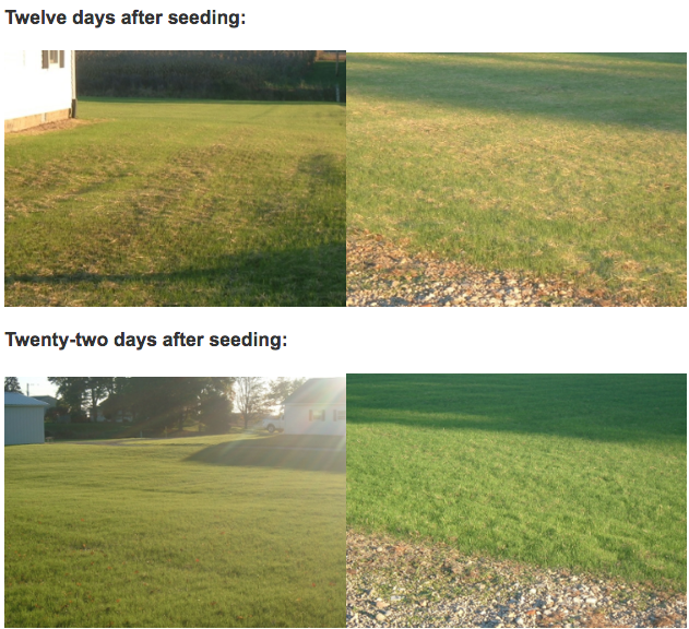 fast lawn seed germination