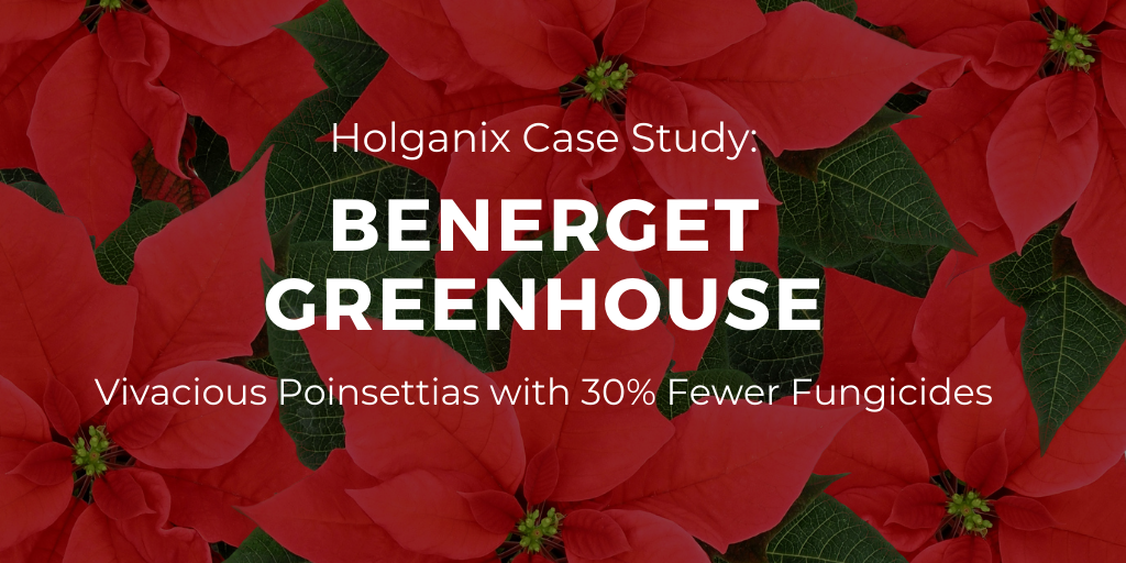 Benerget Greenhouses: Vivacious Poinsettias with 30% Less Fungicides