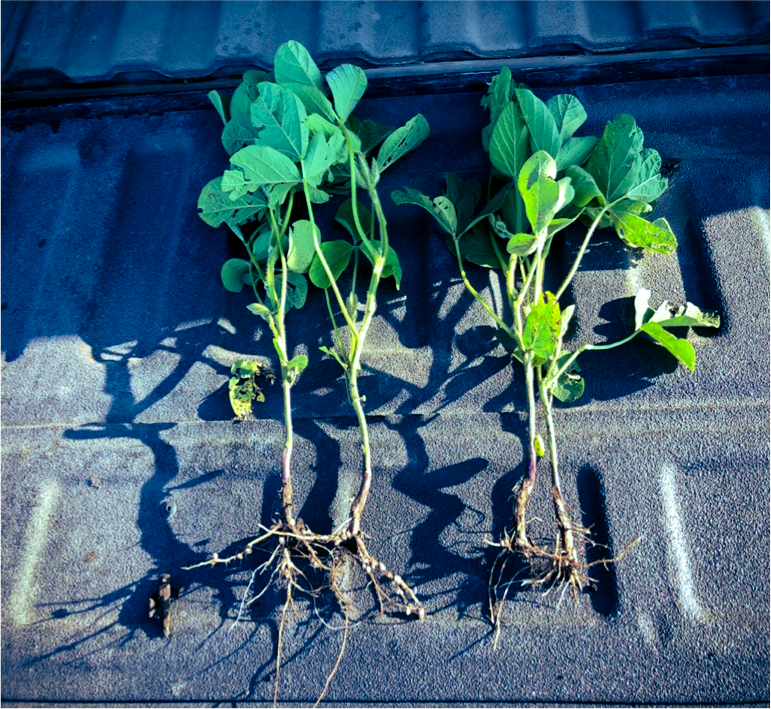 photo of plants