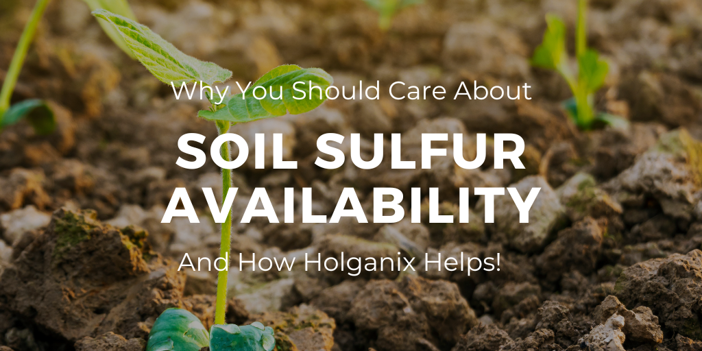 Soil Sulfur Availability and How Holganix Helps!