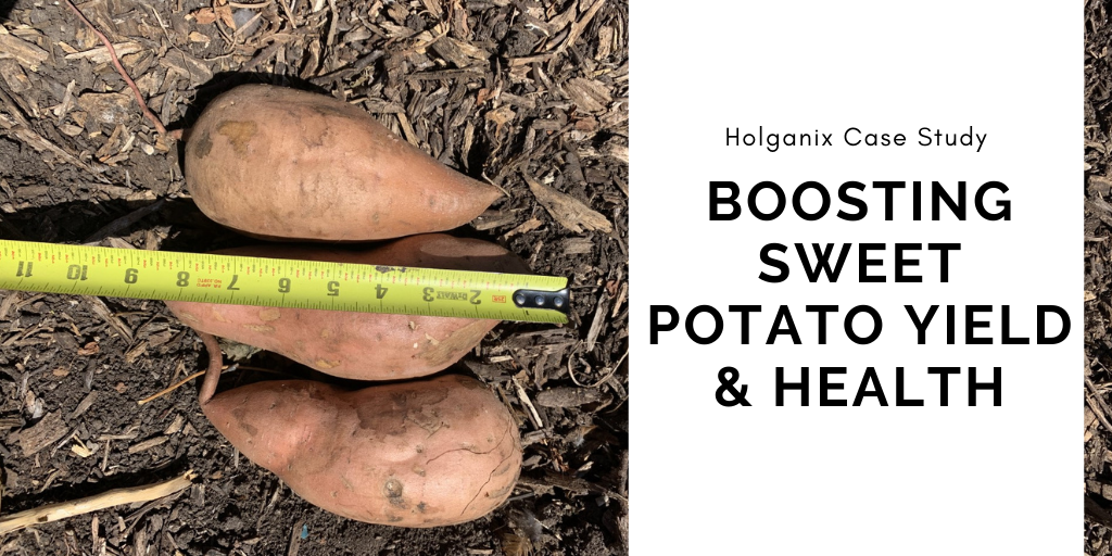 Holganix Case Study: Boosting Sweet Potato Yield and Health